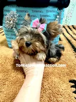 Blue Merle female , a female Yorkshire Terrier for sale in Pensacola, FL – Photo 9 of 10