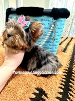 Blue Merle female , a female Yorkshire Terrier for sale in Pensacola, FL – Photo 2 of 10