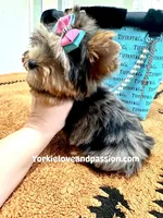 Blue Merle female , a female Yorkshire Terrier for sale in Pensacola, FL – Photo 7 of 10