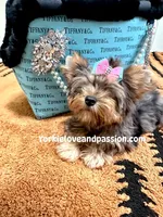 Blue Merle female , a female Yorkshire Terrier for sale in Pensacola, FL – Photo 5 of 10