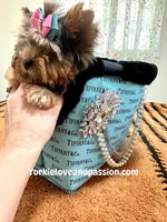 Blue Merle female , a female Yorkshire Terrier for sale in Pensacola, FL – Photo 8 of 10