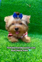 Blue Merle male , a male Yorkshire Terrier for sale in Pensacola, FL – 3 of 9