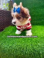 Parti Merle male , a male Yorkshire Terrier for sale in Pensacola, FL – 4 of 9