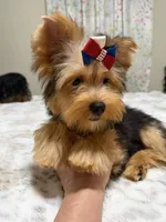 Traditional male , a male Yorkshire Terrier for sale in Pensacola, FL – 3 of 9