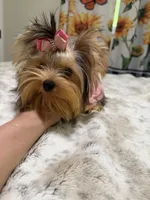 Small blue  Merle female , a female Yorkshire Terrier for sale in Pensacola, FL – 2 of 10