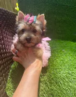 Moly traditional female , a female Yorkshire Terrier for sale in Pensacola, FL – 9 of 10