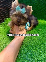 Xsmall traditional male , a male Yorkshire Terrier for sale in Pensacola, FL – 8 of 10