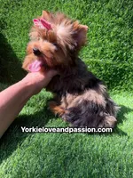 Blue Merle female , a female Yorkshire Terrier for sale in Pensacola, FL – 8 of 10