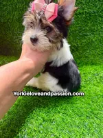 Small Parti female , a female Yorkshire Terrier for sale in Pensacola, FL – 4 of 10