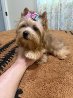 Sable female , a female Yorkshire Terrier for sale in Pensacola, FL – 8 of 10