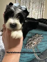 Parti male , a male Yorkshire Terrier for sale in Pensacola, FL – Photo 4 of 9