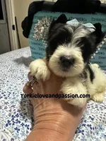 Parti male , a male Yorkshire Terrier for sale in Pensacola, FL – Photo 6 of 9