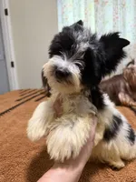 Parti male , a male Yorkshire Terrier for sale in Pensacola, FL – 9 of 9