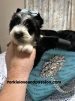 Parti male , a male Yorkshire Terrier for sale in Pensacola, FL – Photo 9 of 9