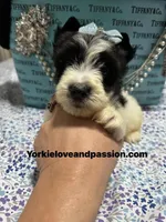 Parti male , a male Yorkshire Terrier for sale in Pensacola, FL – Photo 8 of 9
