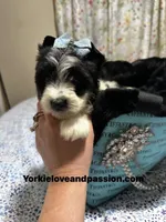 Parti male , a male Yorkshire Terrier for sale in Pensacola, FL – Photo 5 of 9