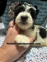 Parti male , a male Yorkshire Terrier for sale in Pensacola, FL – Photo 7 of 9