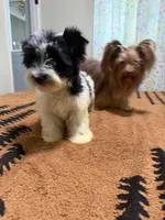 Parti male , a male Yorkshire Terrier for sale in Pensacola, FL – 8 of 9