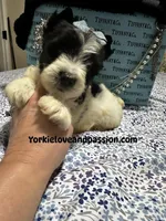 Parti male , a male Yorkshire Terrier for sale in Pensacola, FL – Photo 3 of 9