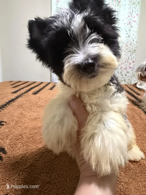 Parti male  – Yorkshire Terrier puppy for sale in Pensacola, FL