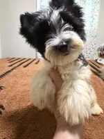 Parti male , a male Yorkshire Terrier for sale in Pensacola, FL – 1 of 9