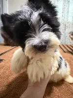 Parti male , a male Yorkshire Terrier for sale in Pensacola, FL – 2 of 9
