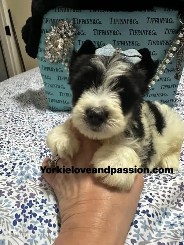 Parti male  – Yorkshire Terrier puppy for sale in Pensacola, FL