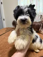 Parti male , a male Yorkshire Terrier for sale in Pensacola, FL – 7 of 9
