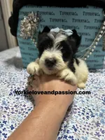 Parti male , a male Yorkshire Terrier for sale in Pensacola, FL – Photo 2 of 9