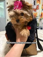 Babydoll sable female , a female Yorkshire Terrier for sale in Pensacola, FL – 3 of 10
