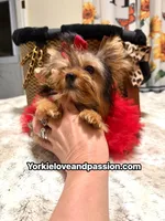 Small traditional female , a female Yorkshire Terrier for sale in Pensacola, FL – 6 of 10