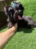 Solid black male, a male Yorkshire Terrier for sale in Pensacola, FL – 10 of 10