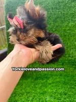 Xxsmall babydoll traditional female , a female Yorkshire Terrier for sale in Pensacola, FL – 6 of 10