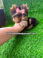 Xxsmall babydoll traditional female , a female Yorkshire Terrier for sale in Pensacola, FL – 4 of 10