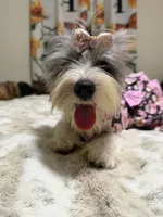 Blueberry female , a female Yorkshire Terrier for sale in Pensacola, FL – 9 of 10