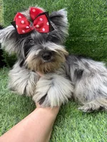 Bruno , a male Yorkshire Terrier for sale in Pensacola, FL – 8 of 10