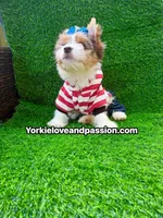 Parti Merle male , a male Yorkshire Terrier for sale in Pensacola, FL – 3 of 9