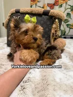 Blue Merle male , a male Yorkshire Terrier for sale in Pensacola, FL – 2 of 10