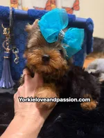 Traditional male , a male Yorkshire Terrier for sale in Pensacola, FL – 5 of 10
