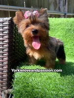 Blue Merle female , a female Yorkshire Terrier for sale in Pensacola, FL – 5 of 10