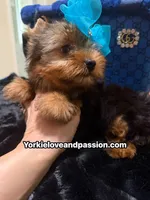 Traditional male , a male Yorkshire Terrier for sale in Pensacola, FL – 9 of 10