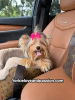 Kiki small blue Merle Female , a female Yorkshire Terrier for sale in Pensacola, FL – 2 of 9