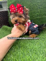 Traditional male , a male Yorkshire Terrier for sale in Pensacola, FL – 5 of 10