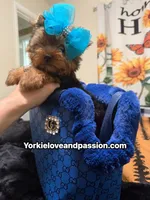 Traditional male , a male Yorkshire Terrier for sale in Pensacola, FL – 10 of 10
