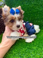 Parti Merle male , a male Yorkshire Terrier for sale in Pensacola, FL – 2 of 9