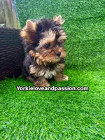 Babydoll traditional female , a female Yorkshire Terrier for sale in Pensacola, FL – 7 of 10