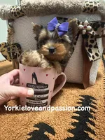 Tiny blue Merle female , a female Yorkshire Terrier for sale in Pensacola, FL – Photo 7 of 10
