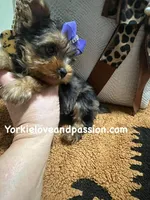 Tiny blue Merle female , a female Yorkshire Terrier for sale in Pensacola, FL – Photo 5 of 10