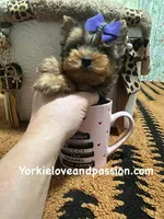 Tiny blue Merle female , a female Yorkshire Terrier for sale in Pensacola, FL – Photo 3 of 10