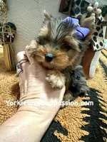 Tiny blue Merle female , a female Yorkshire Terrier for sale in Pensacola, FL – Photo 6 of 10